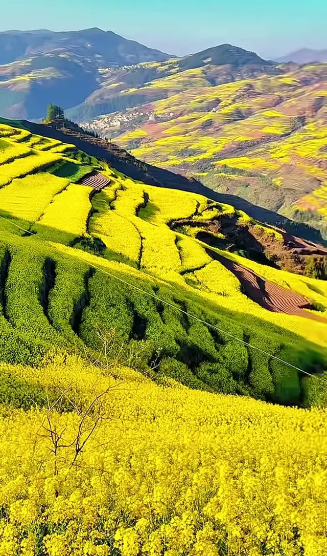 罗平油菜花海盛放! 金色浪潮席卷心田, 美到窒息!