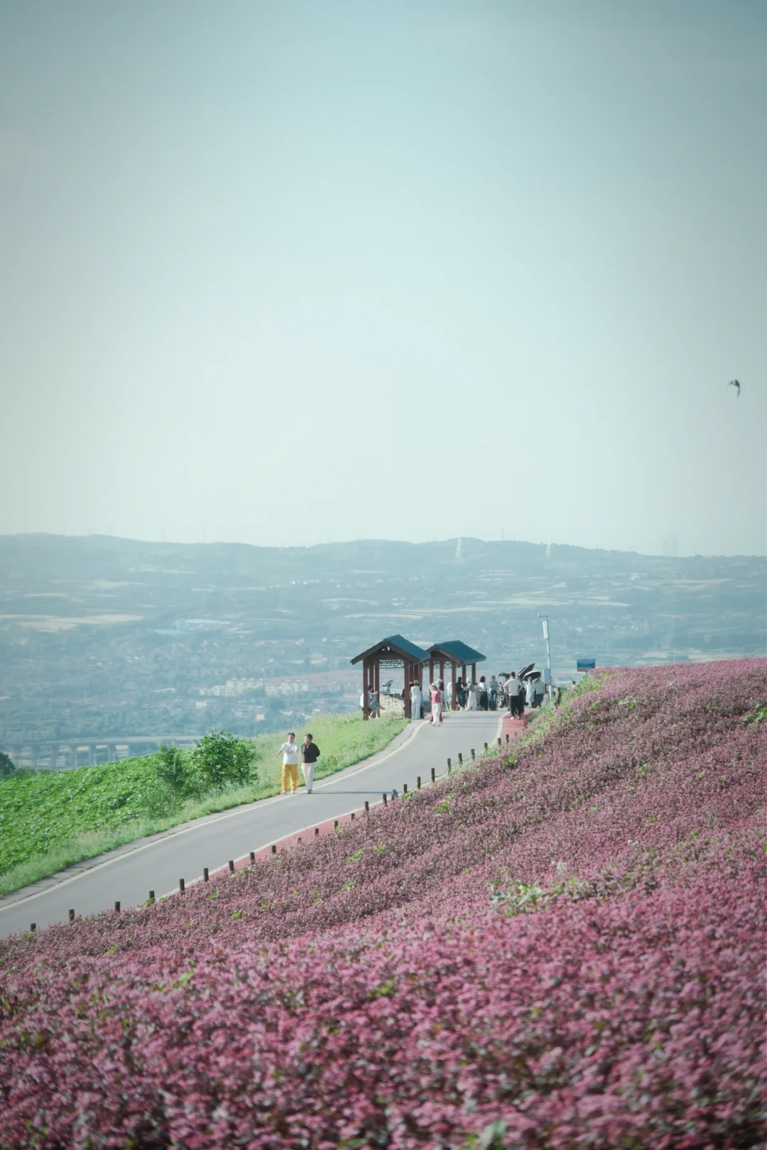 西安人的后花园，蓝田荞麦岭