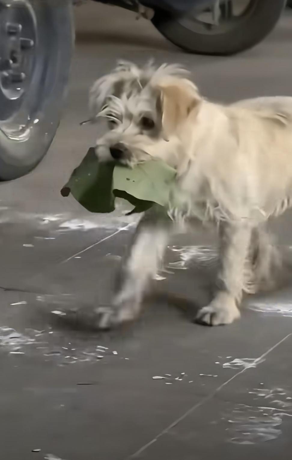 太无语了！“流浪狗看着大家用“树叶”交换吃的，也捡了片树叶，老板暖心给吃的”。一