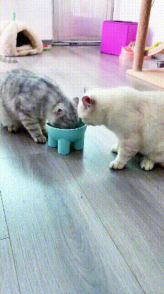 一个饭盆两只猫，你一口我一口互相谦让，这画面太治愈了😭谁能想到，猫咪之间