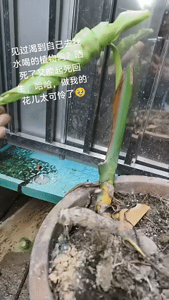 “解释不清了！”福建，一女子去厨房洗菜，发现长时间未浇水的龟背竹叶子卷了，以为它