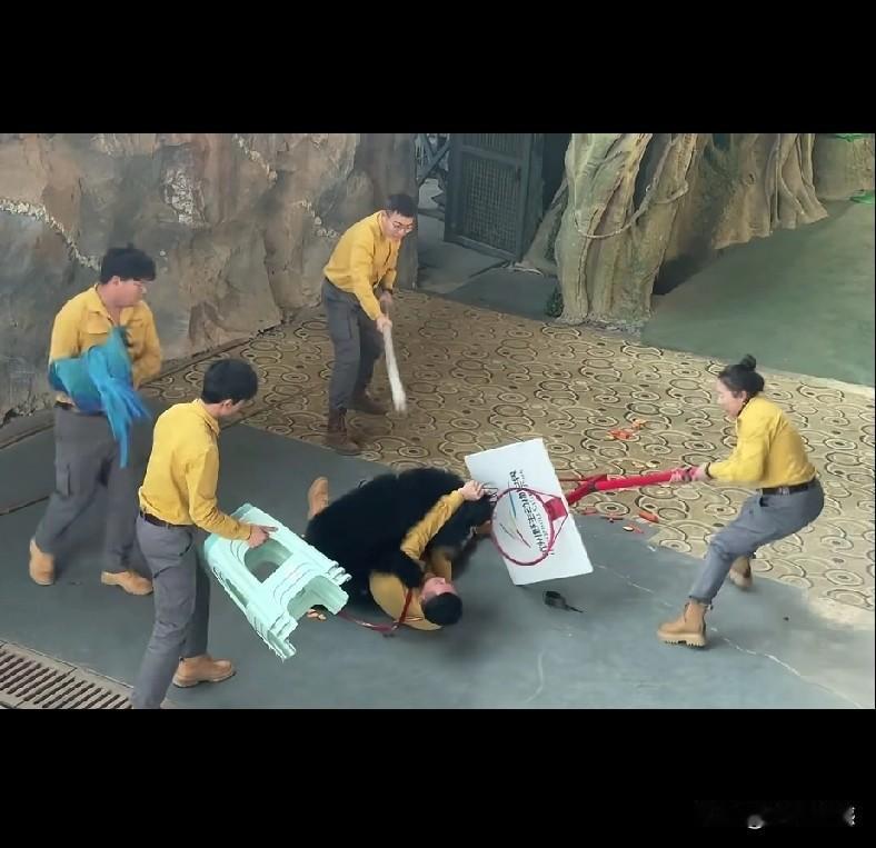 杭州的这头小黑熊，在给游客表演的时候，突然发起狂来，现场一片混乱，也不知道有没有
