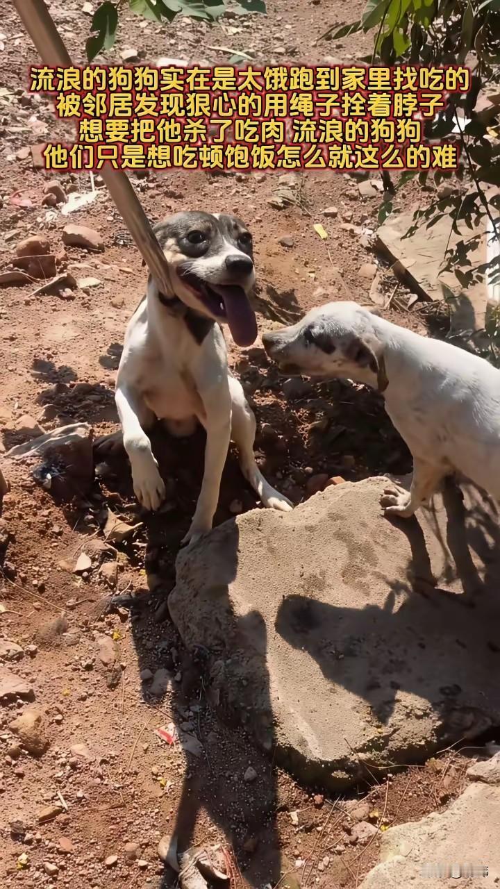 太坏了！这天，一位大哥听到隔壁邻居家有狗狗歪惨烈地哀嚎着，于是他便走过去查看，原