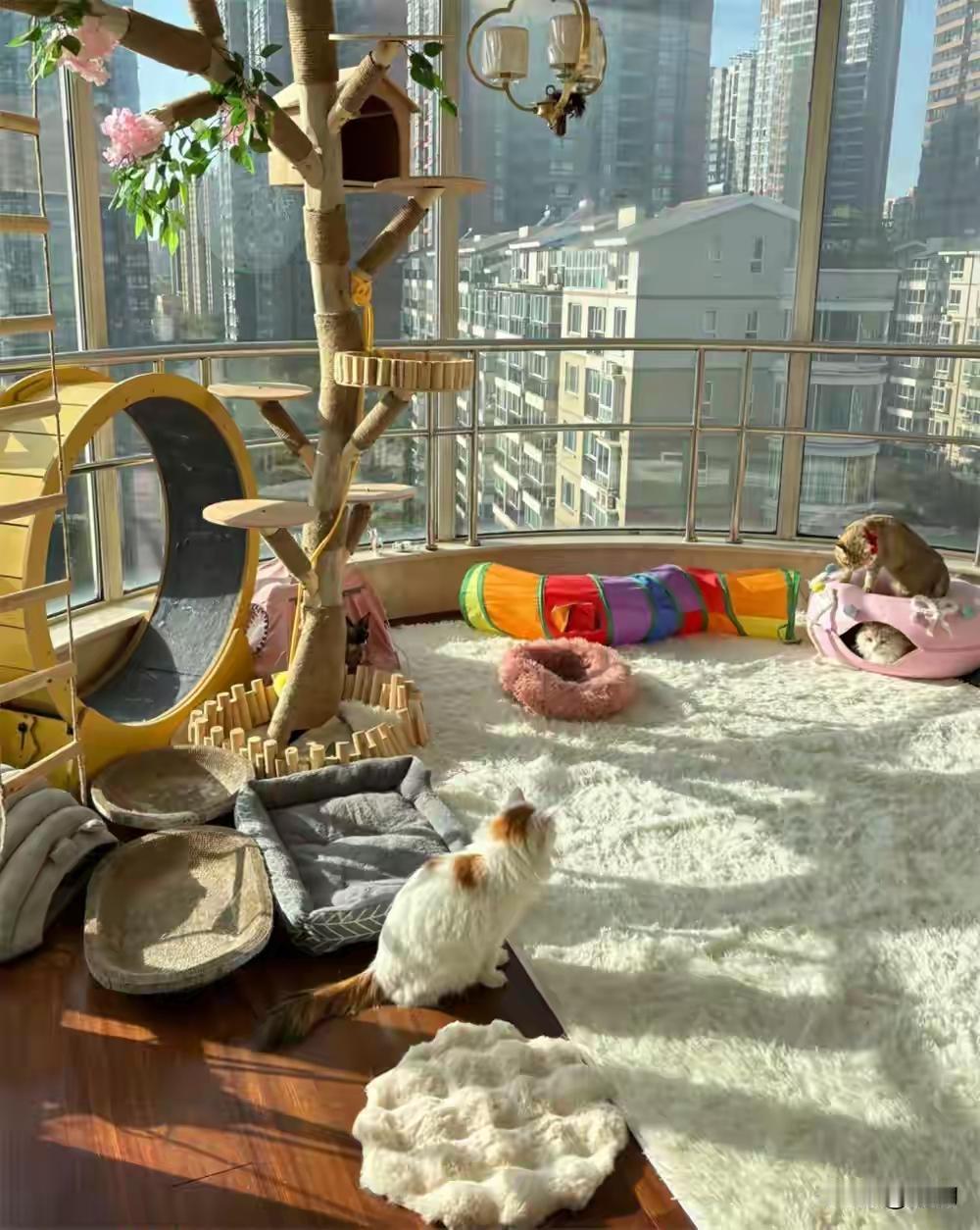 除夕夜猫咪救场开门，专家：它的智商超出你想象！除夕夜，湖北宜昌。一家人高高兴