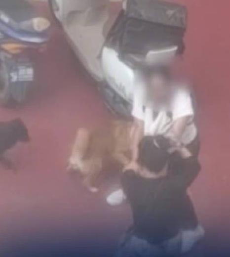 辽宁沈阳，一女子小区遛狗不牵绳，狗把路人吓到后不但不道歉，还动手打人，结果狗“护