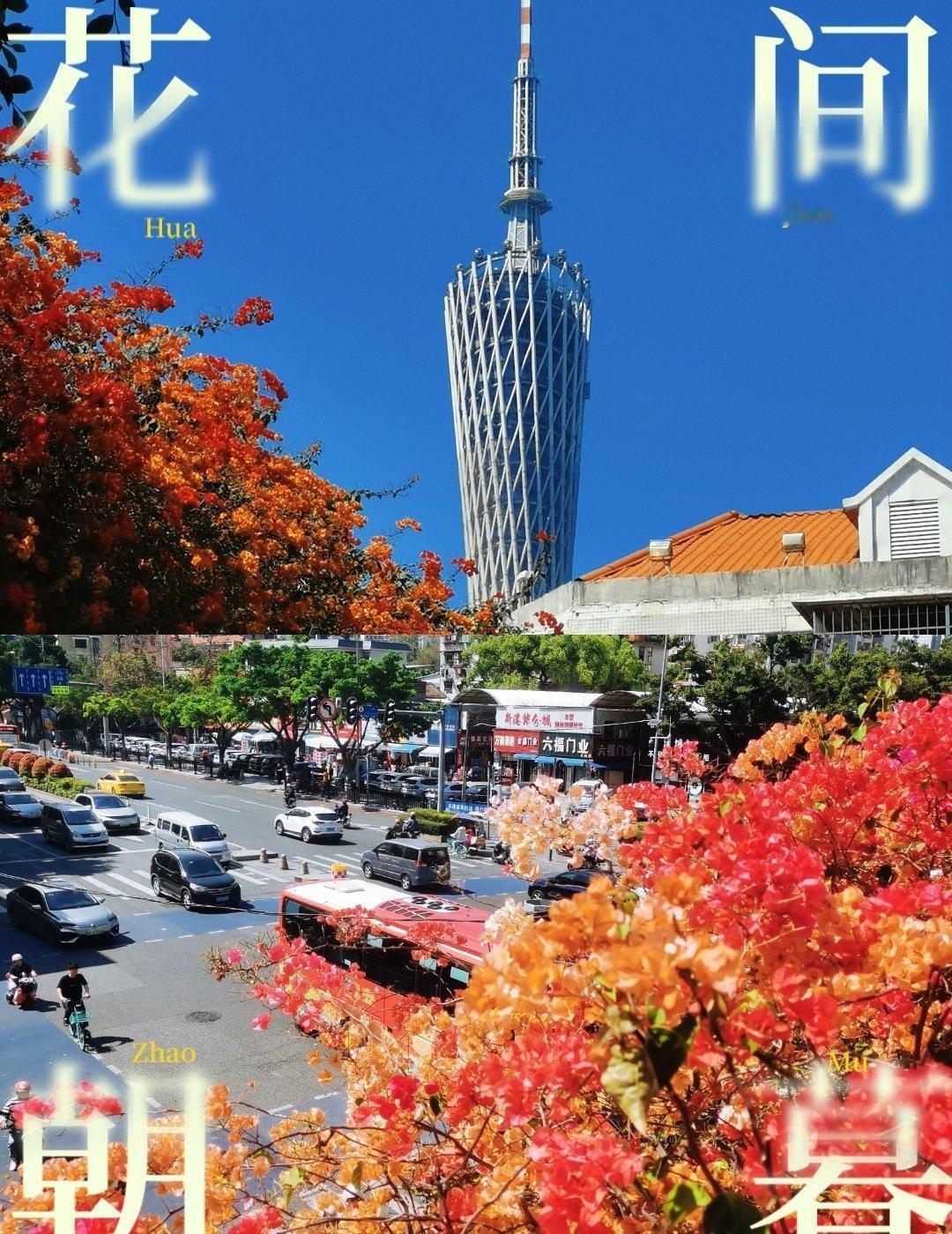 广州0元绝美天桥打卡点📍广州广州三角梅盛开的季节又到了，到处都是花花，在