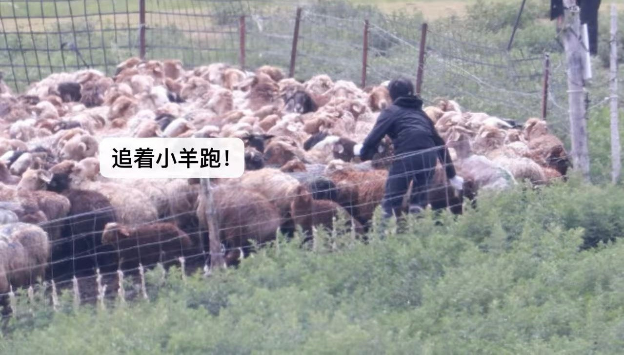 她是全网公认最霸气的猫！