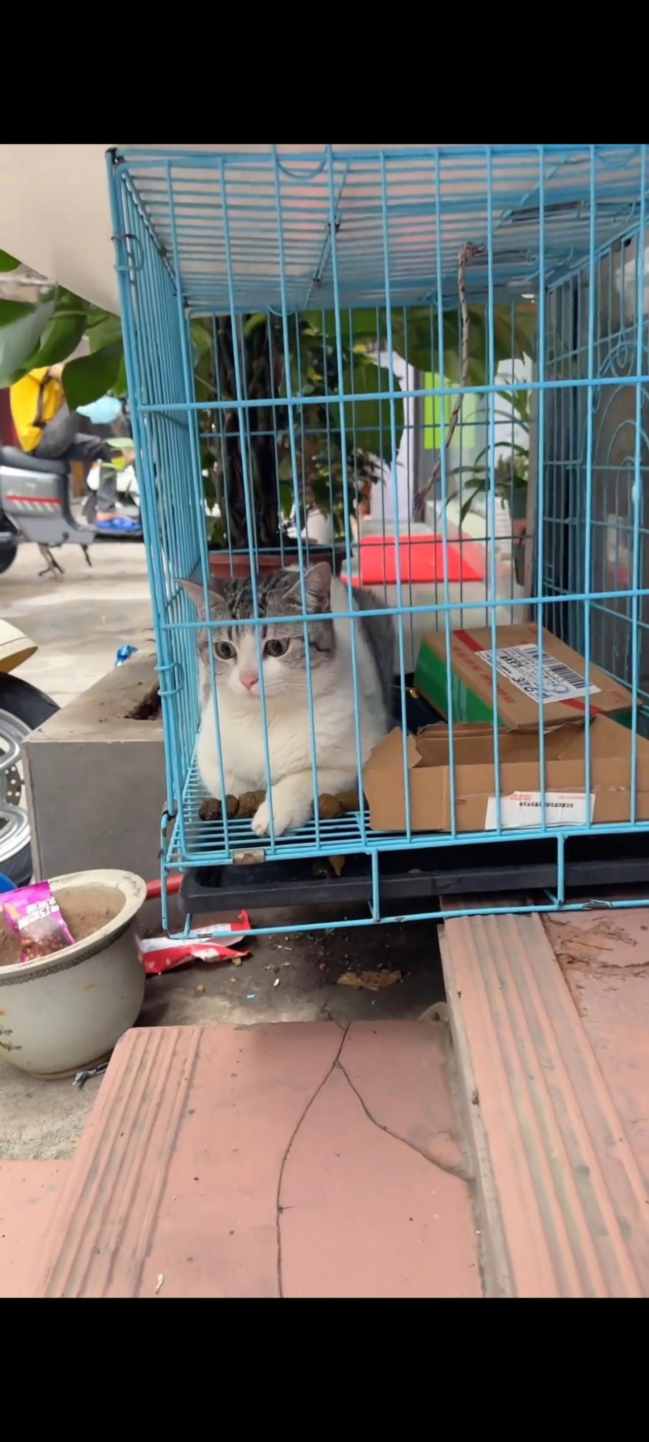 这么可爱的一只猫咪，她的主人竟然不会珍惜，在搬家的时候，直接将她遗弃在了圈养宠物