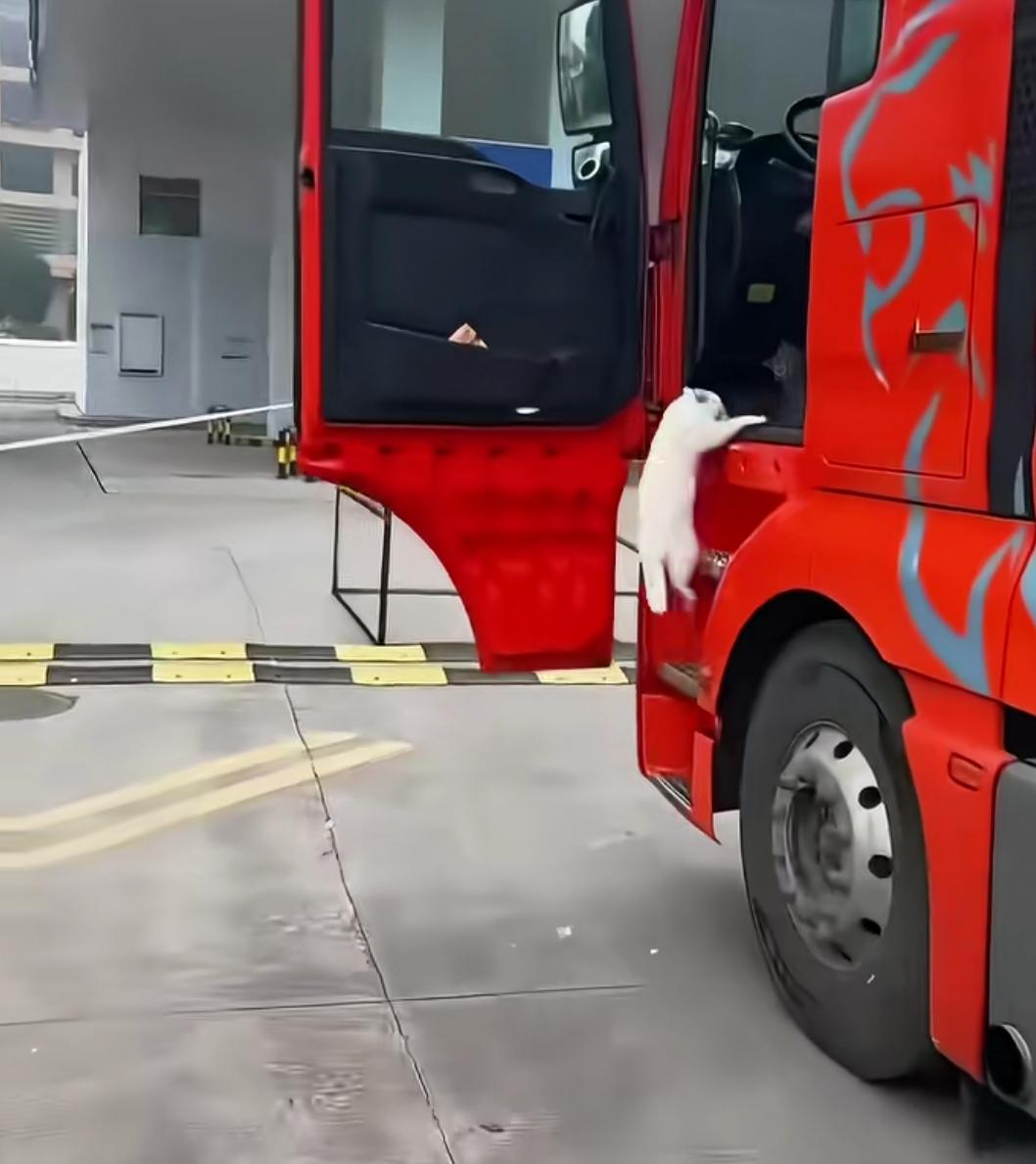 看到一位卡友博主，跑车的同时，收留了几只流浪猫，每到一处，猫都会趁着装卸车的时候