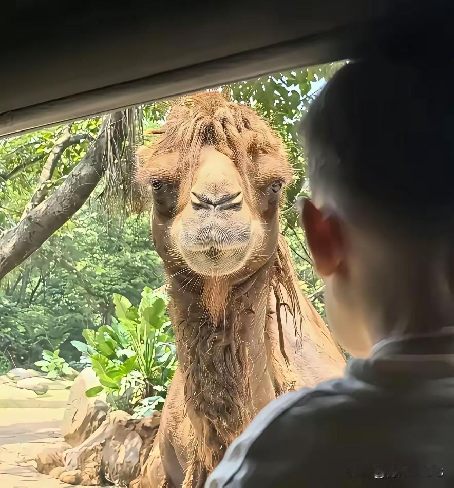 给哥看笑了[笑着哭]