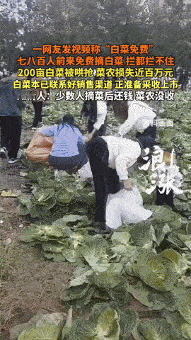 11月9日，内蒙古赤峰发生了一件令人哭笑不得的事。当地种植户李先生近200亩的白