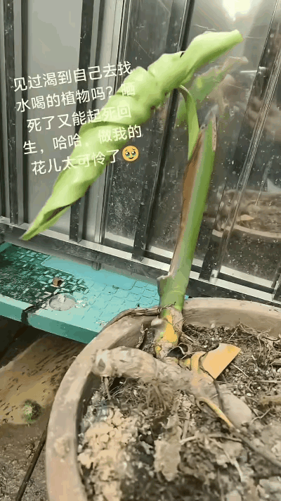 “彻底解释不清了！”福建一女子养的龟背竹，因她老忘浇水枯死了，她便没再管。过了一