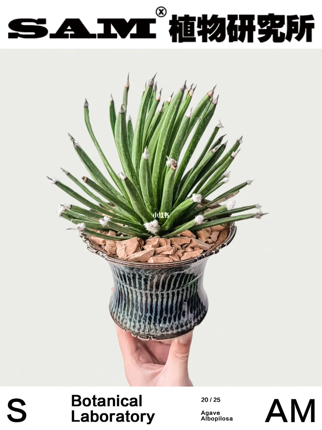 棉花糖龙舌兰｜Agave Albopilosa
