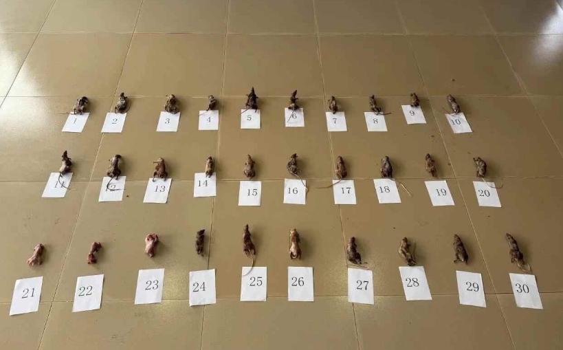 2026年1月，海南琼中的村民王亮家里冰箱被警察打开，里面整齐摆着30只冷冻的黄