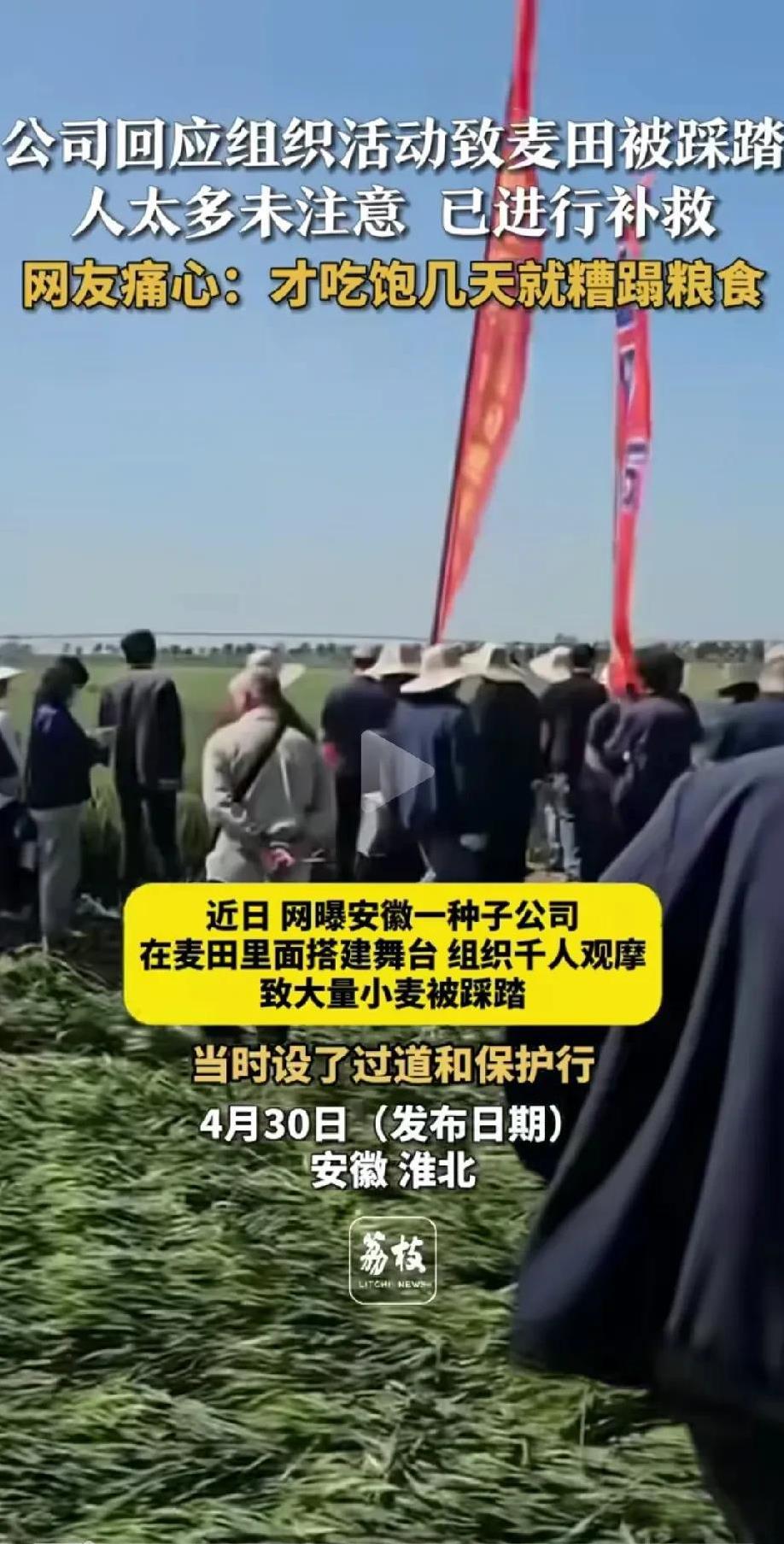 近日，网曝安徽一种子公司在麦田搭建舞台，并组织千人观摩农田，致使大量小麦被踩踏。