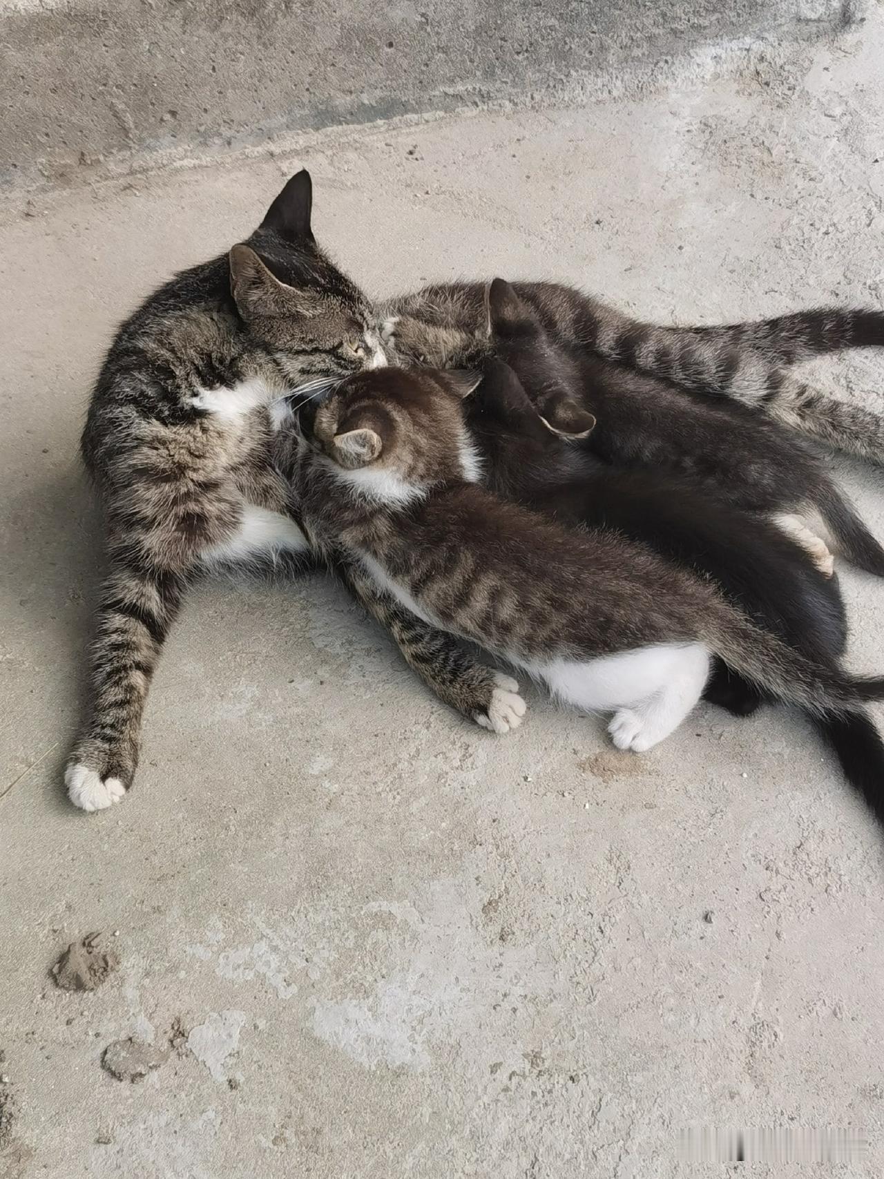 真的看不得！院里流浪狸花猫饿着肚子，还寸步不离守着小猫喂奶。和人一样，当了母