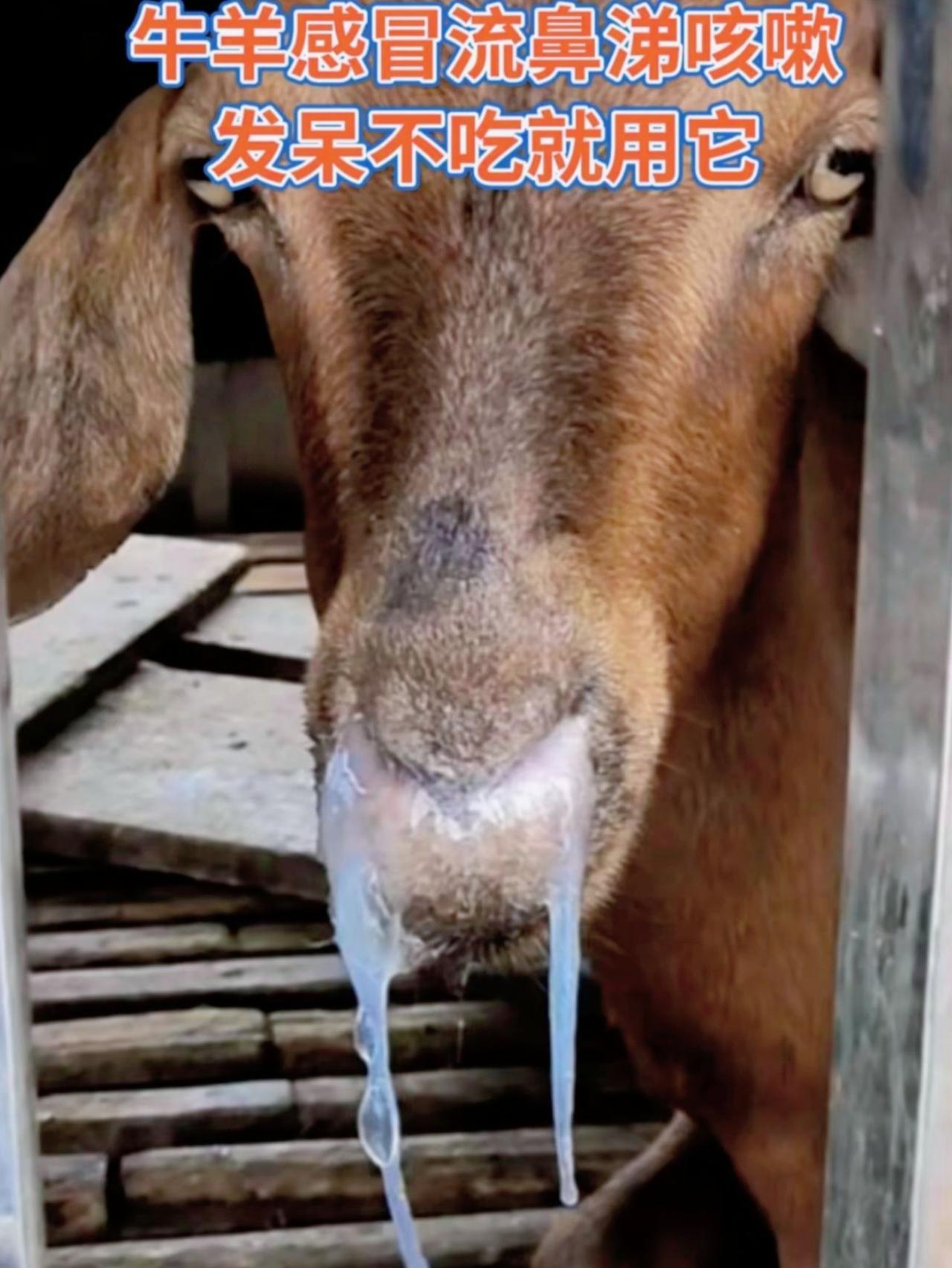 养羊人农村养羊牛羊养殖