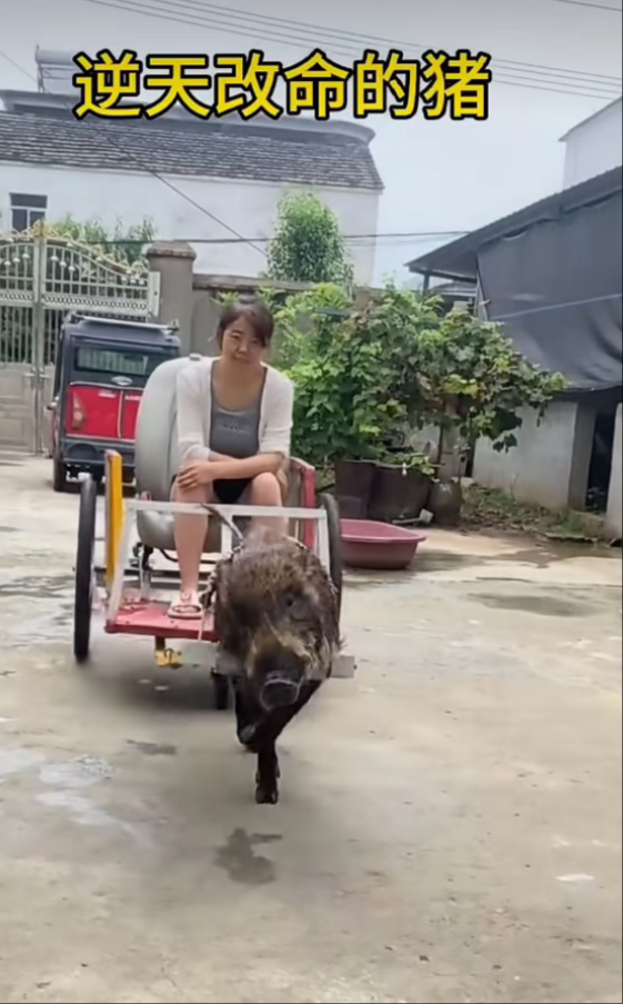 猪：没点技能怎么能逆天改命