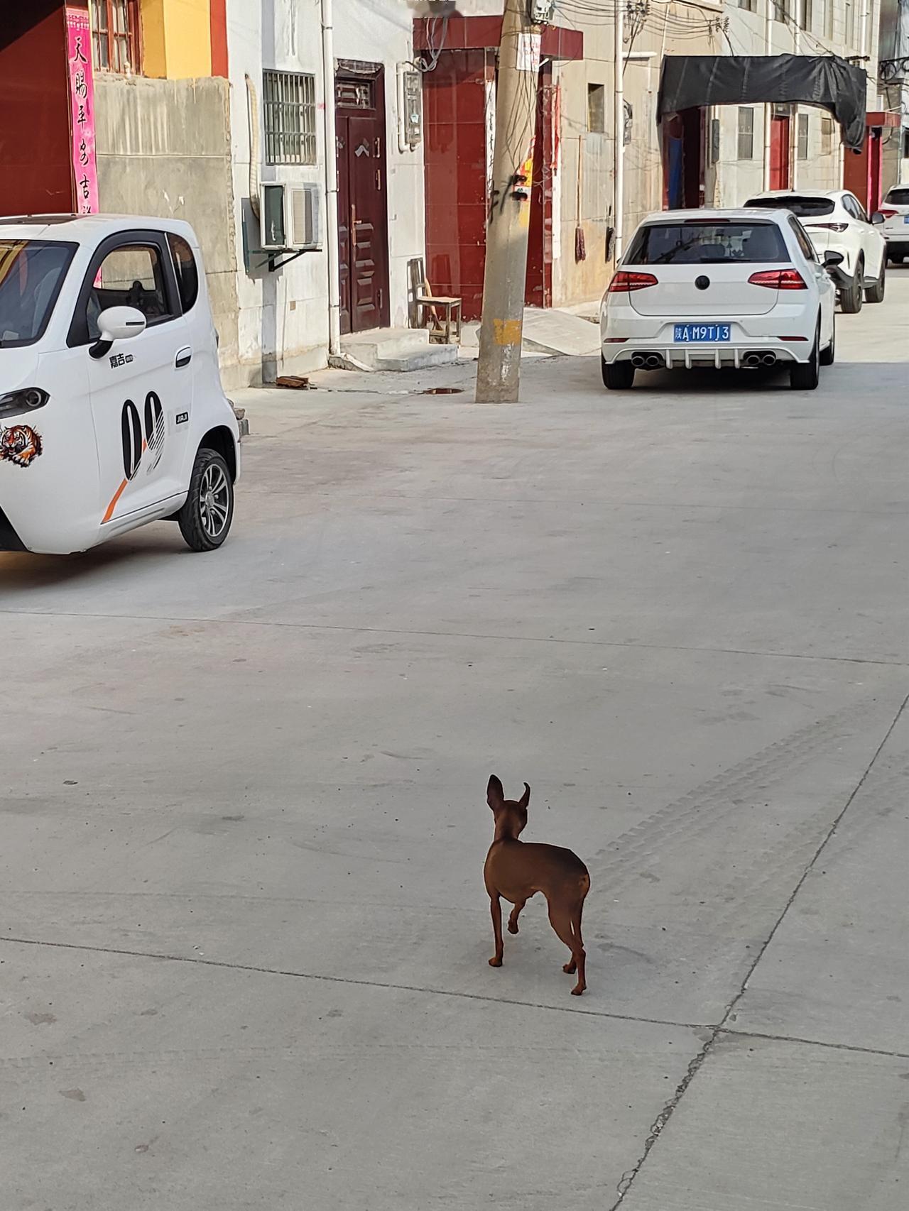 小巷里溜达的小鹿犬，慢悠悠逛遍整条街巷，自在又清闲。不用赶路，随心漫步，小狗的