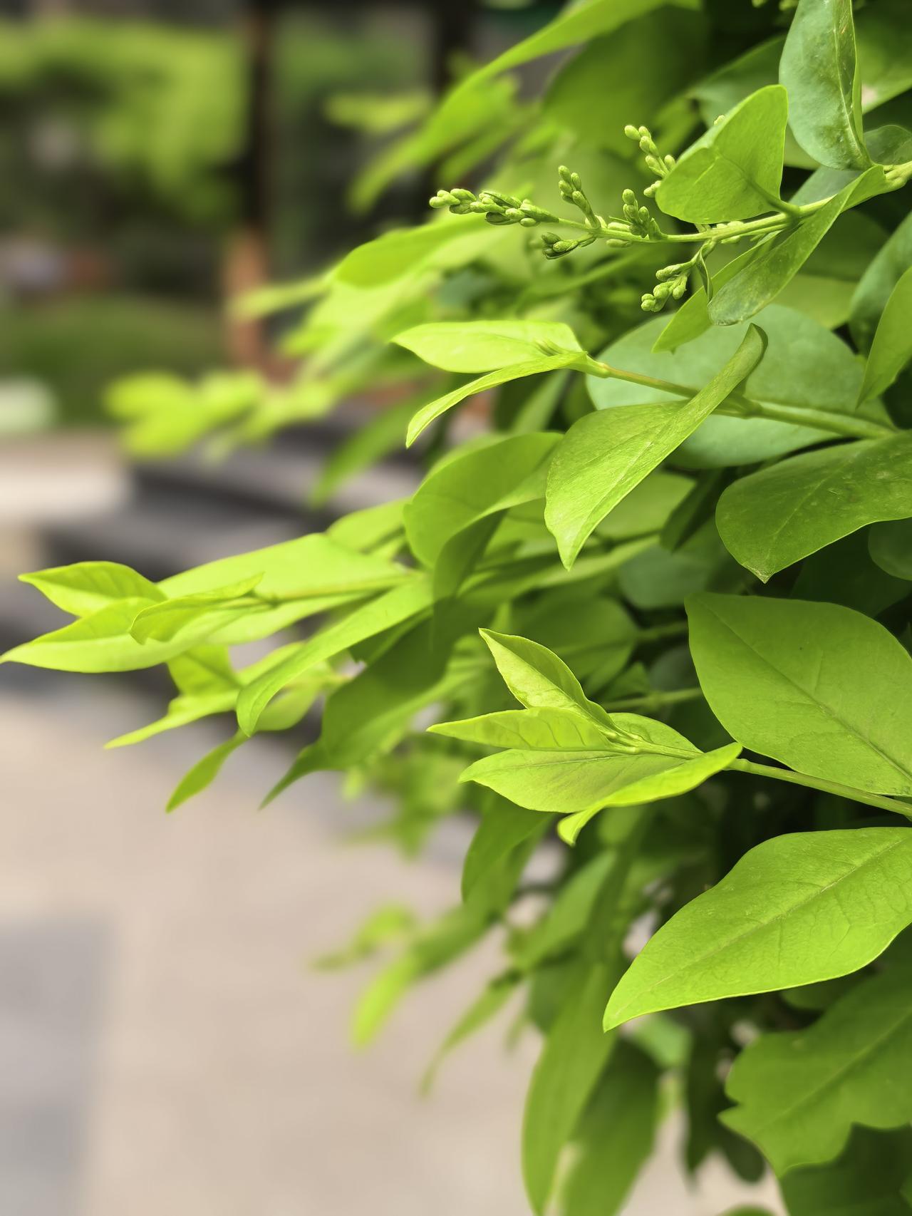 移动又有8元套餐了。移动公司给我打电话，说他们有一个新的优惠活动，非常适合我