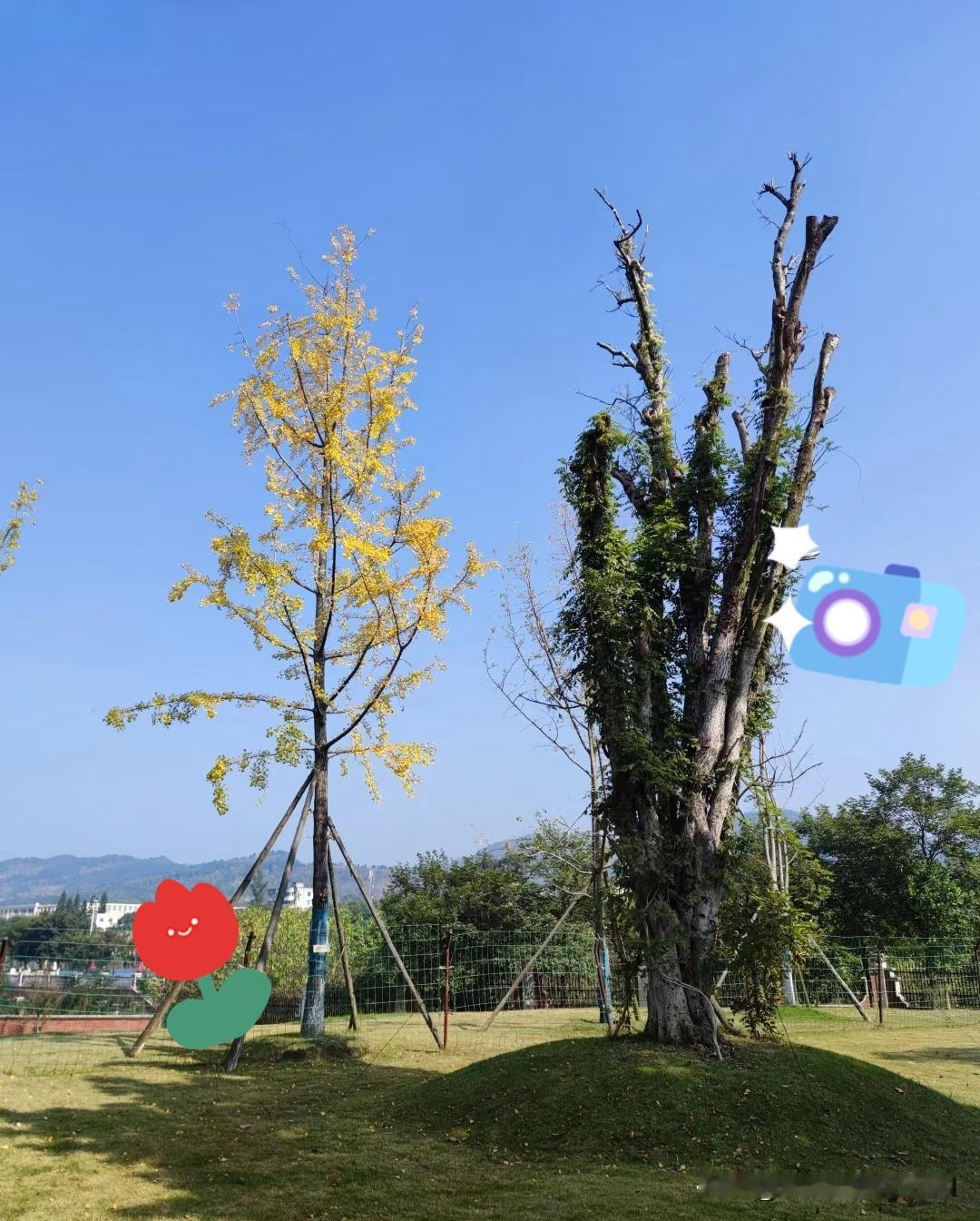 再有一个多月就过年了，不知道大家有没有这种感觉：现在的春节，初一上午一过，年味儿