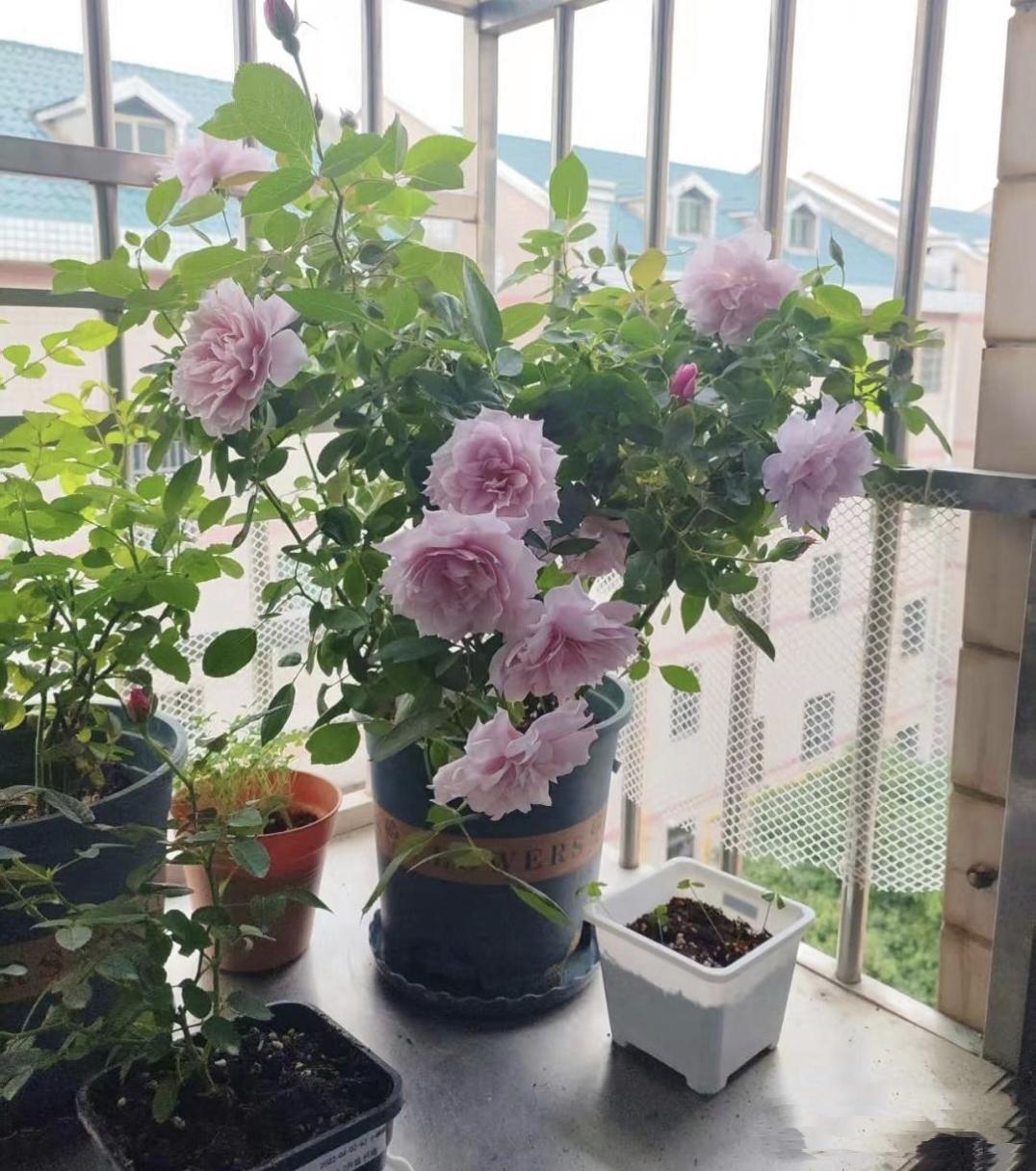 我那亲戚，两次癌症晚期转移，医生都下了最后通牒。家里人劝他保守治疗，安安稳稳陪