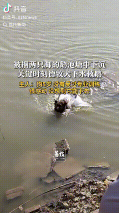 太有灵性了！安徽合肥，卖鹅人把鹅的两只脚捆了起来，放在了池塘边，鹅扑腾飞到了池塘