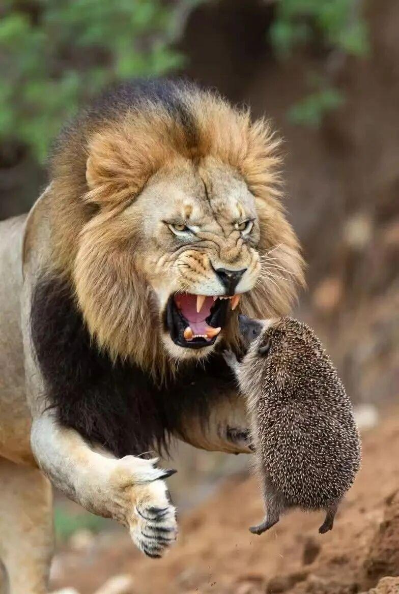 喜欢评论的友友，看到这张图想说点什么？