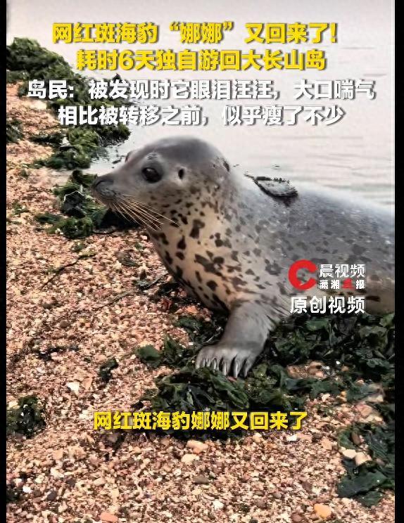 放归6天，网红海豹“娜娜”又回来了！9月13日晚，大连某海岸，斑海豹“娜娜”又出