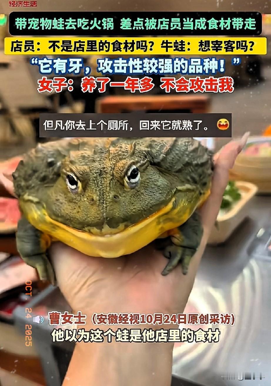 癞蛤蟆变成王子!安徽,一女子带着宠物蛙吃火锅,差点被店员当成食物给拿走了,真是吓