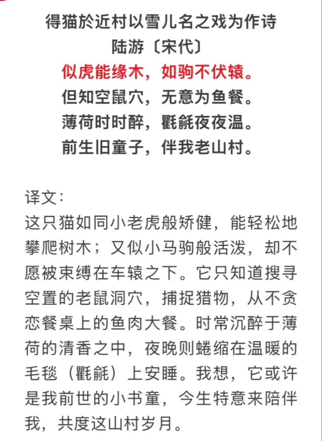 陆游养猫也是个高需求宝宝​​​