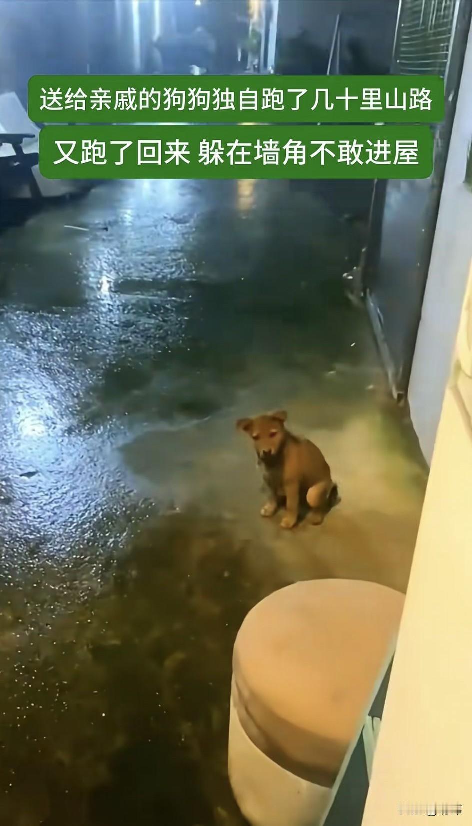 泪目了！一位大哥养了一只狗狗，平时也很疼爱它，狗狗也很乖。可这天，他的一位亲戚带