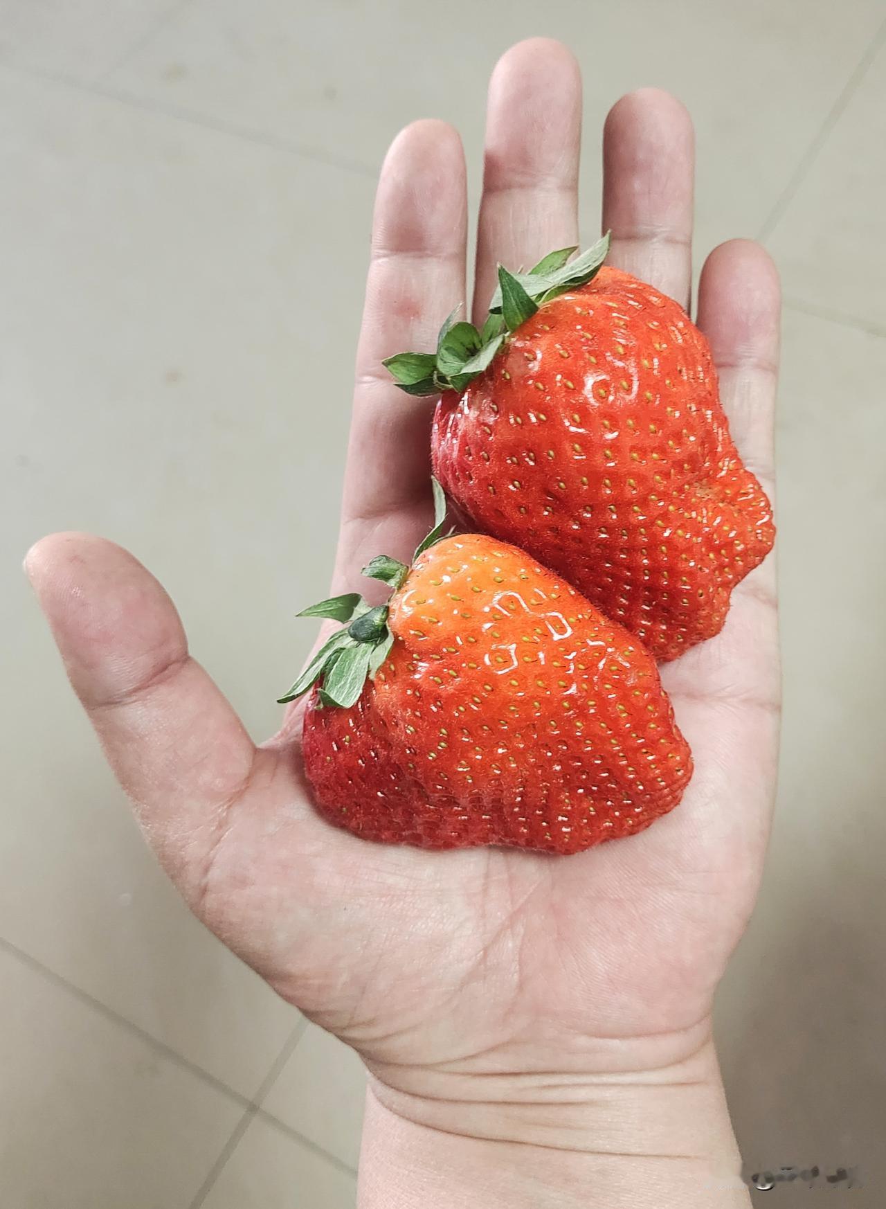 儿子寒假带回来的草莓，治好了我的焦虑今天儿子放寒假回来，行李箱塞得满满当当。