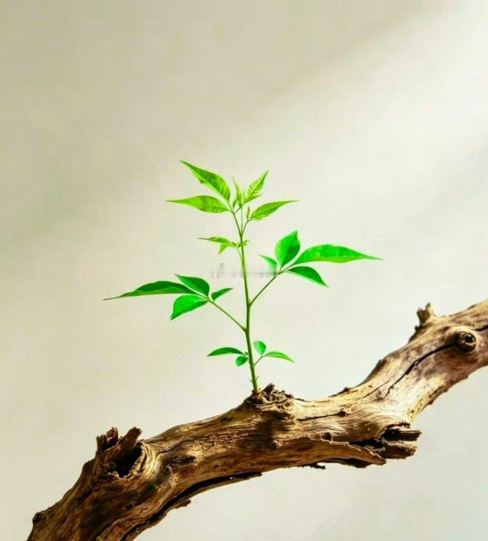 经历过人性之暗面，你就会明白，人大多数并不那么好。坏不一定要动刀见血，也不一定明
