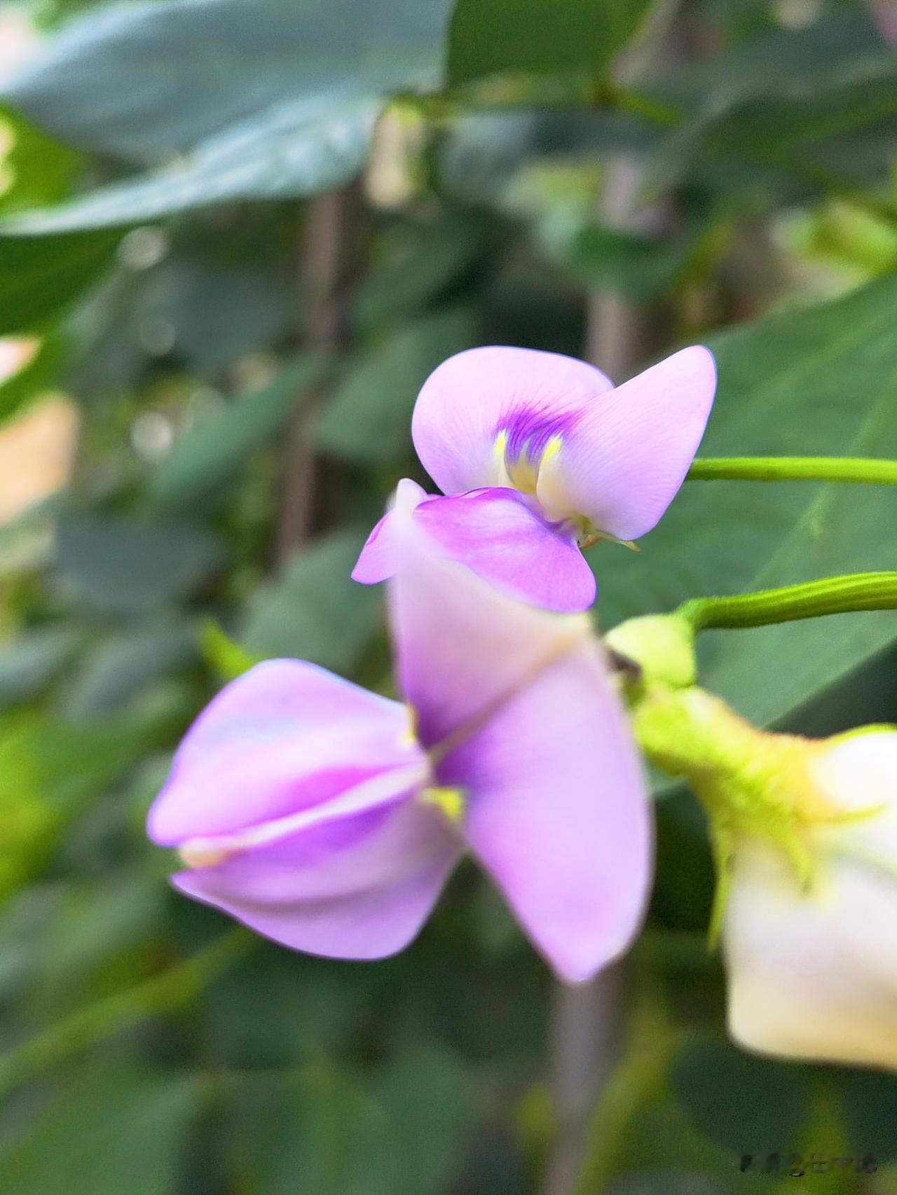 夏日早晨小菜园别具色彩，各种瓜花盛开，紫色豆角花，黄色丝瓜花，苦瓜花，黄瓜花，引