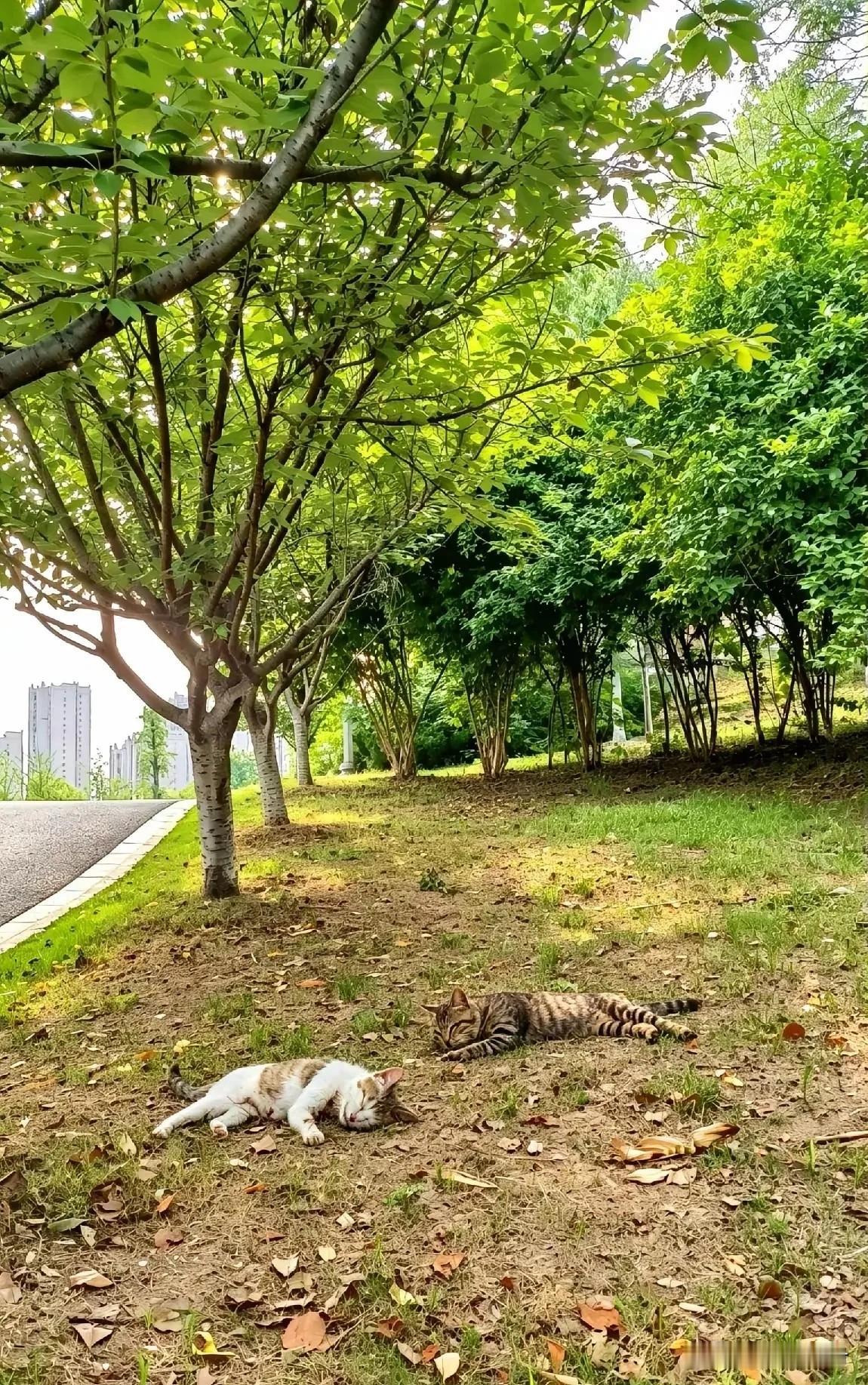 有些人连弱小的流浪猫都容不下。以前喂养的两只流浪猫被人下毒毒死了。今天早上去喂它