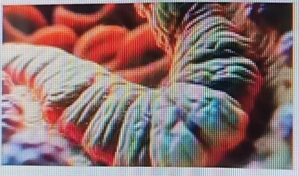 感染幽门螺杆菌，食疗是个不错的辅助改善方式。食物方面，西蓝花富含萝卜硫素，能抑