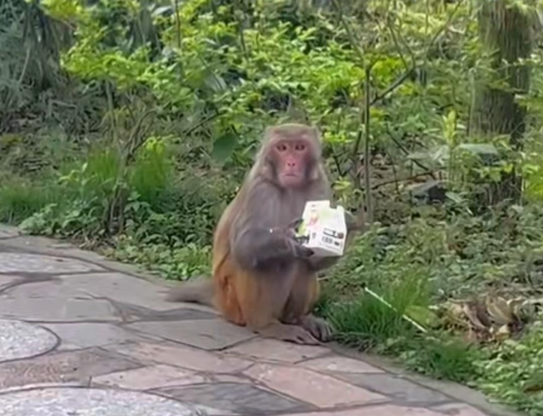 谁想得到啊！张女士带着2岁小孩去贵州黔灵山公园游玩，结果给公园里的猴子，把自己