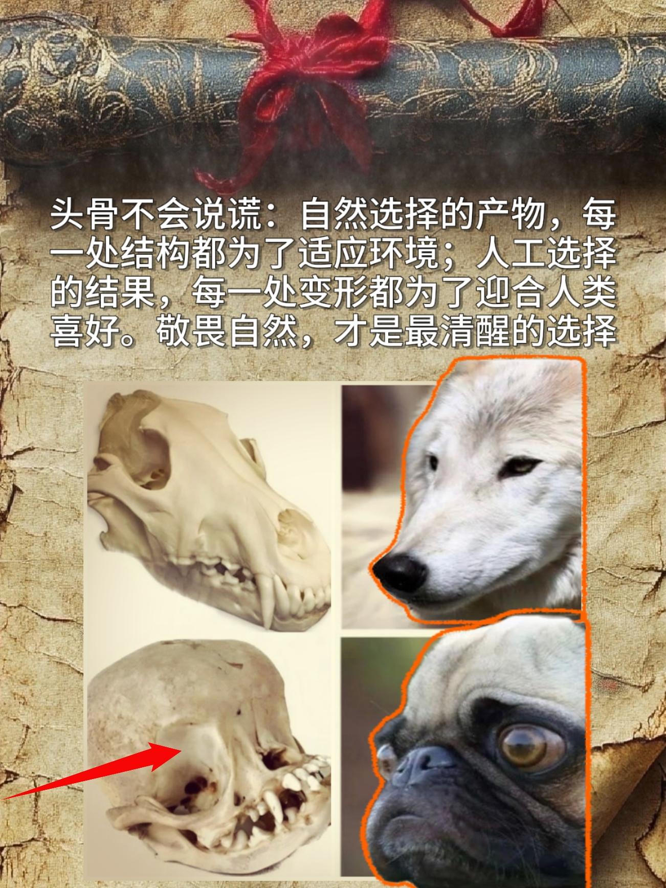 头骨不会说谎！自然选择的产物，每一处结构都为了适应环境；人工选择的结果...