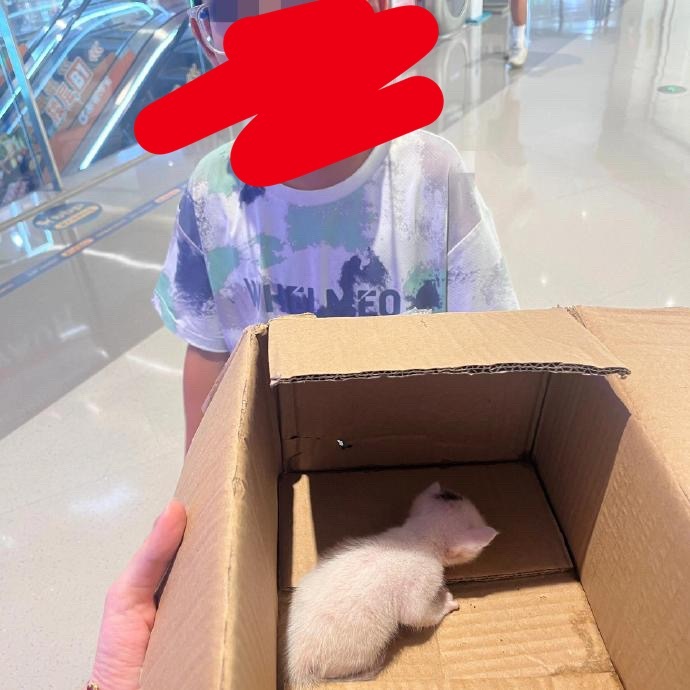 小孩哥捡来的猫说要50块卖，买不买啊
