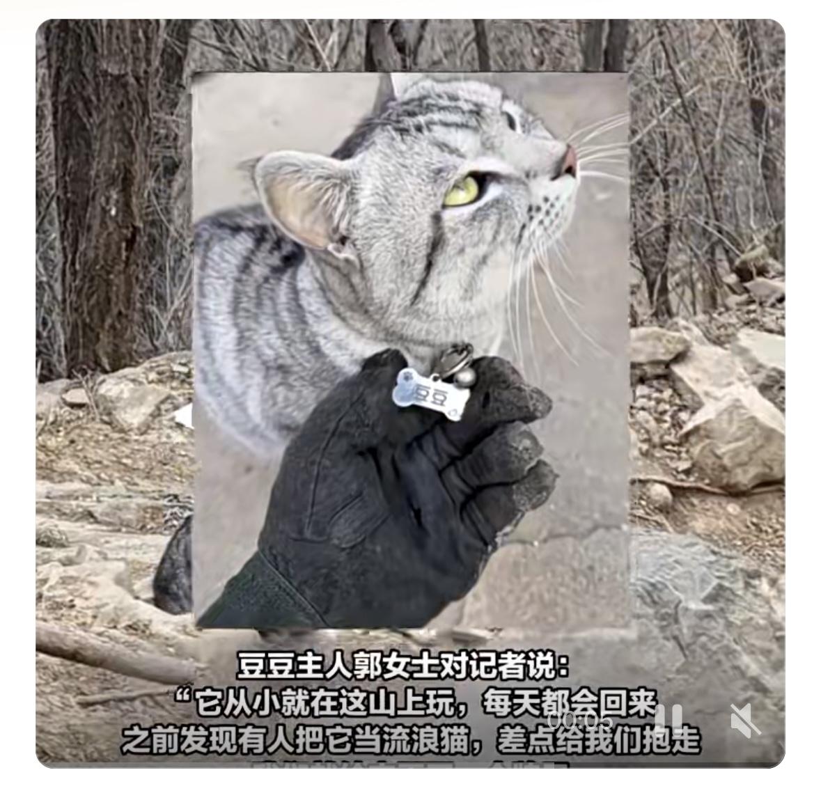 近日在河南南太行山的陡坡小径，小猫豆豆的经历惹人揪心。它屡屡被游客误作流浪猫抱下