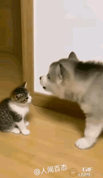 [[墨镜][doge][无奈吐舌][捂脸哭]两幅动图，道尽人畜丑陋本性[墨镜][大哭