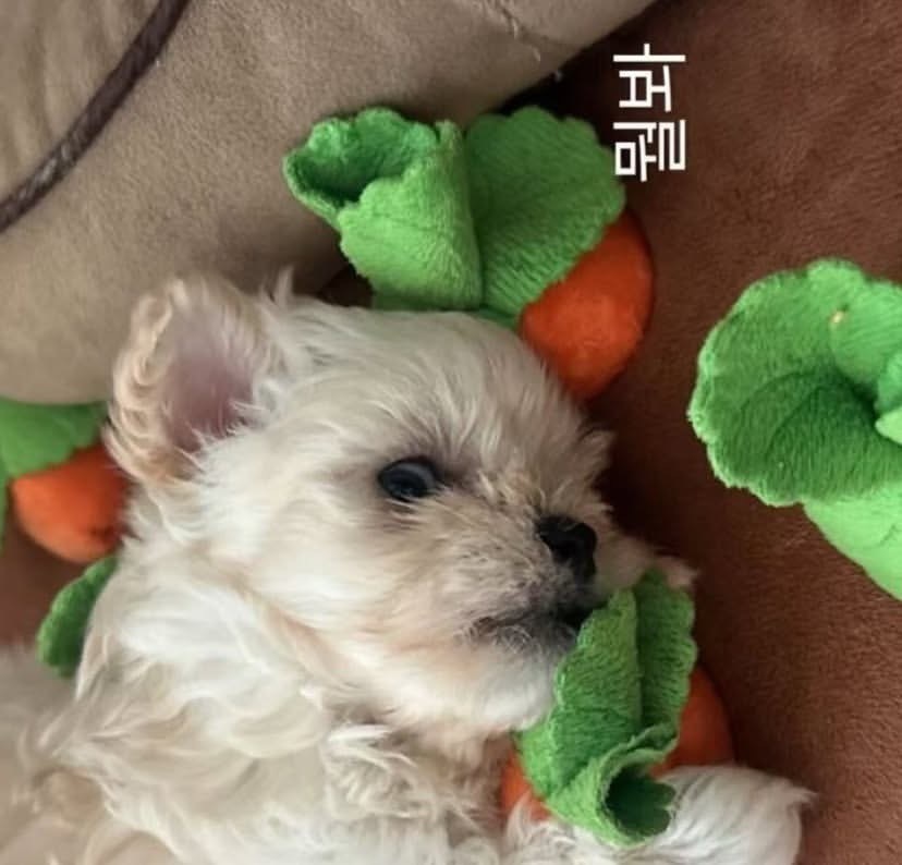孩子随母亲这一块。。。