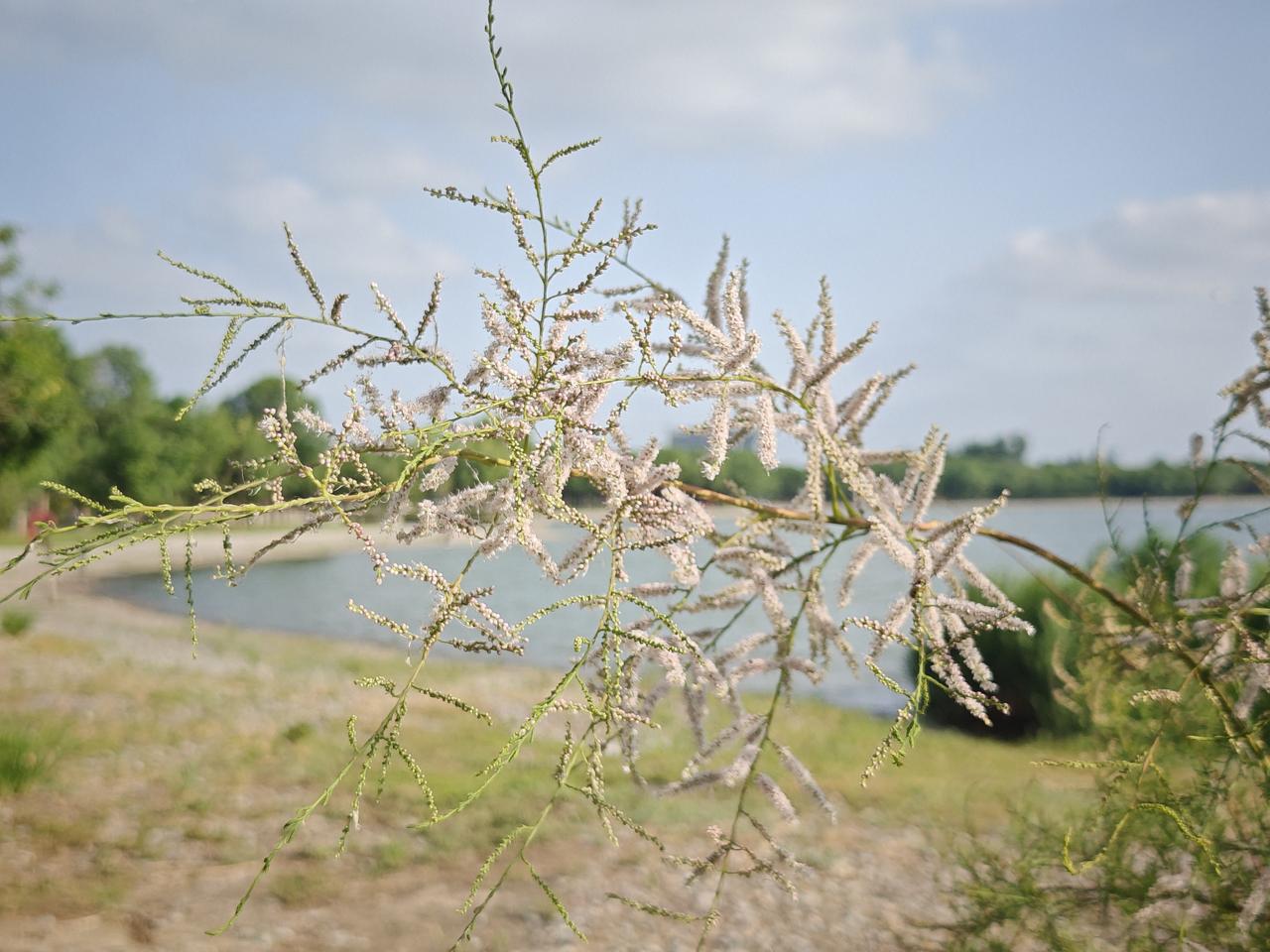东营特色植物柽柳开花，你认识吗?