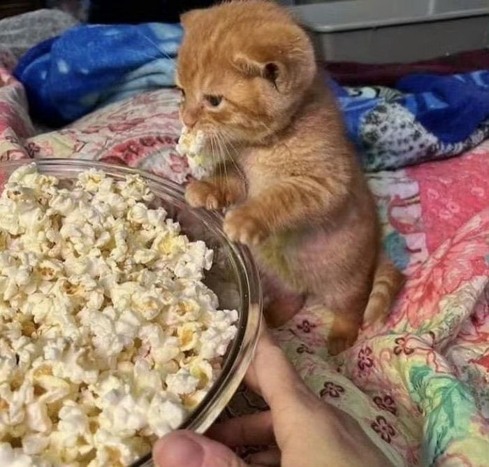 猫咪：电影得看，爆米花好吃🍿️