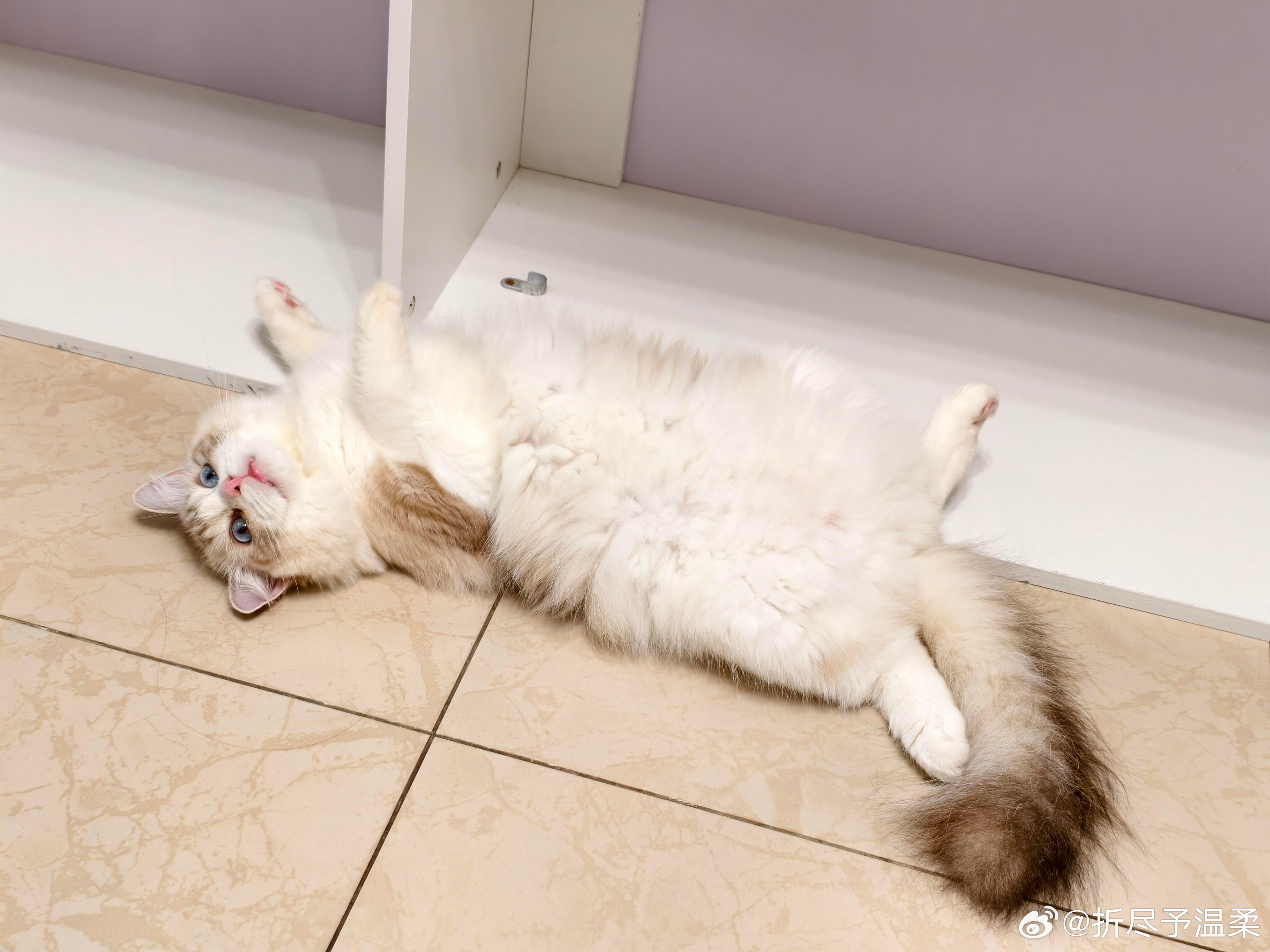 认识一个做流浪猫救助的阿姨，她说卫仕猫粮是少数会主动联系她们、定期送粮的品牌。有