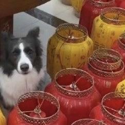 凌晨三点，主人盯着购物软件里的灯笼价格直皱眉：“一个要八十？太贵了，不买！”翻来