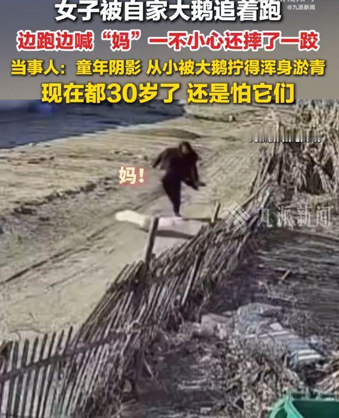 “太狼狈了！”辽宁盘锦，30岁的昝女士刚迈出家门，就被自家养的大公鹅死死盯上，吓