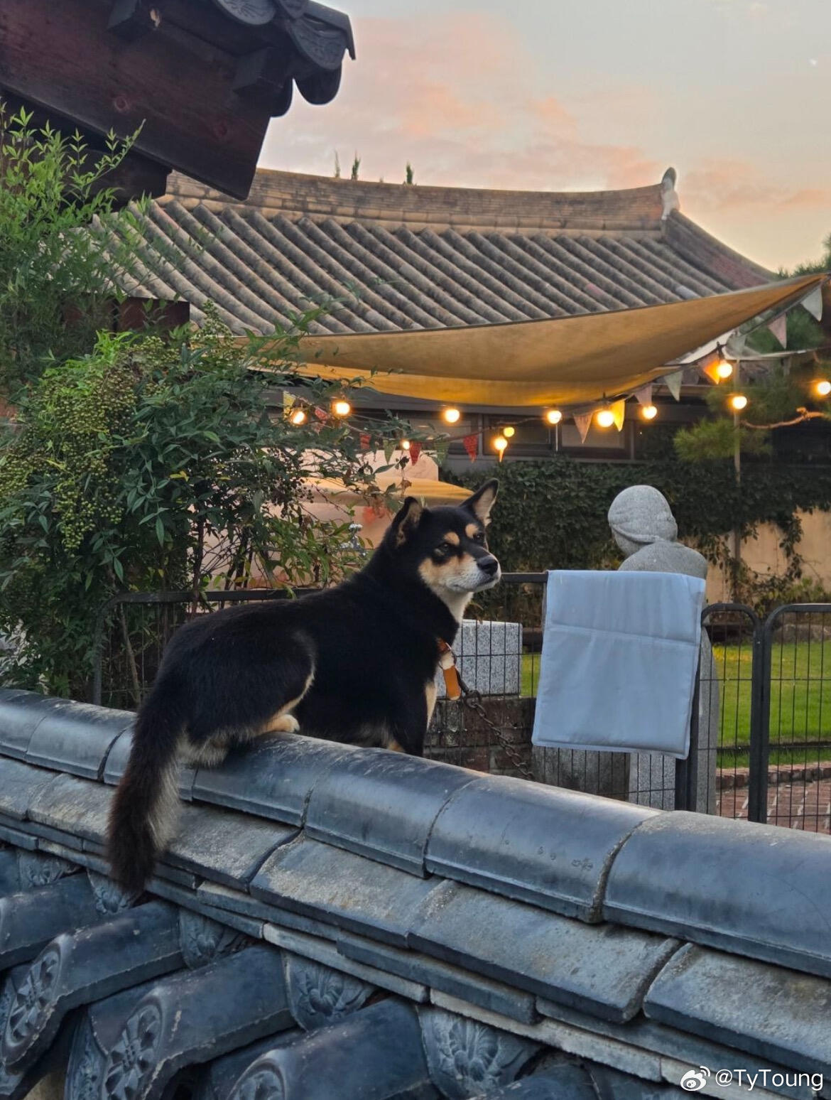 宝贝快看 一只像小猫的狗狗 求翻 ​​​