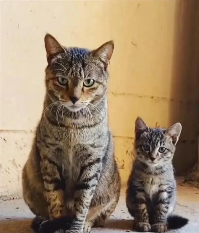 有些猫咪一看就是亲生的。